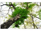 银 杏---------------------杨煌达(厦门)高中83届【摄影作品】