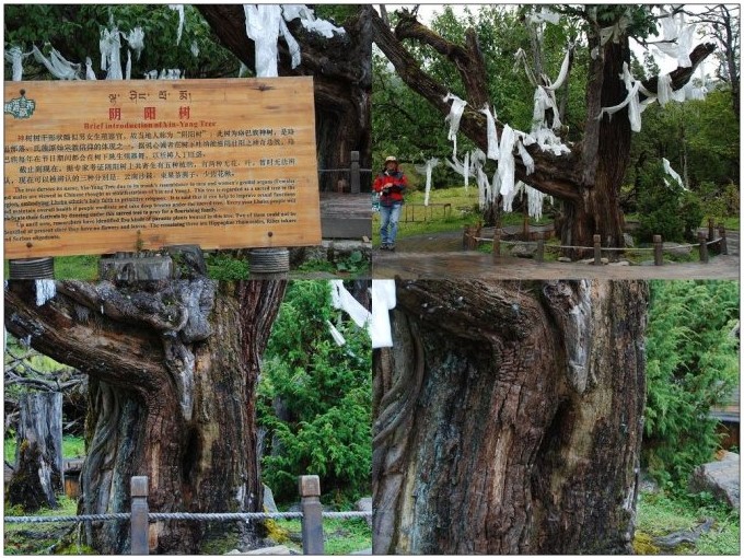 (9)阴阳神树