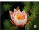 水 莲 花------------------杨煌达(厦门)高中83届【摄影作品】